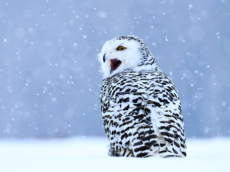 Birds, Owl, Bird, Snow, Snowy Owl, Wildlife, HD wallpaper