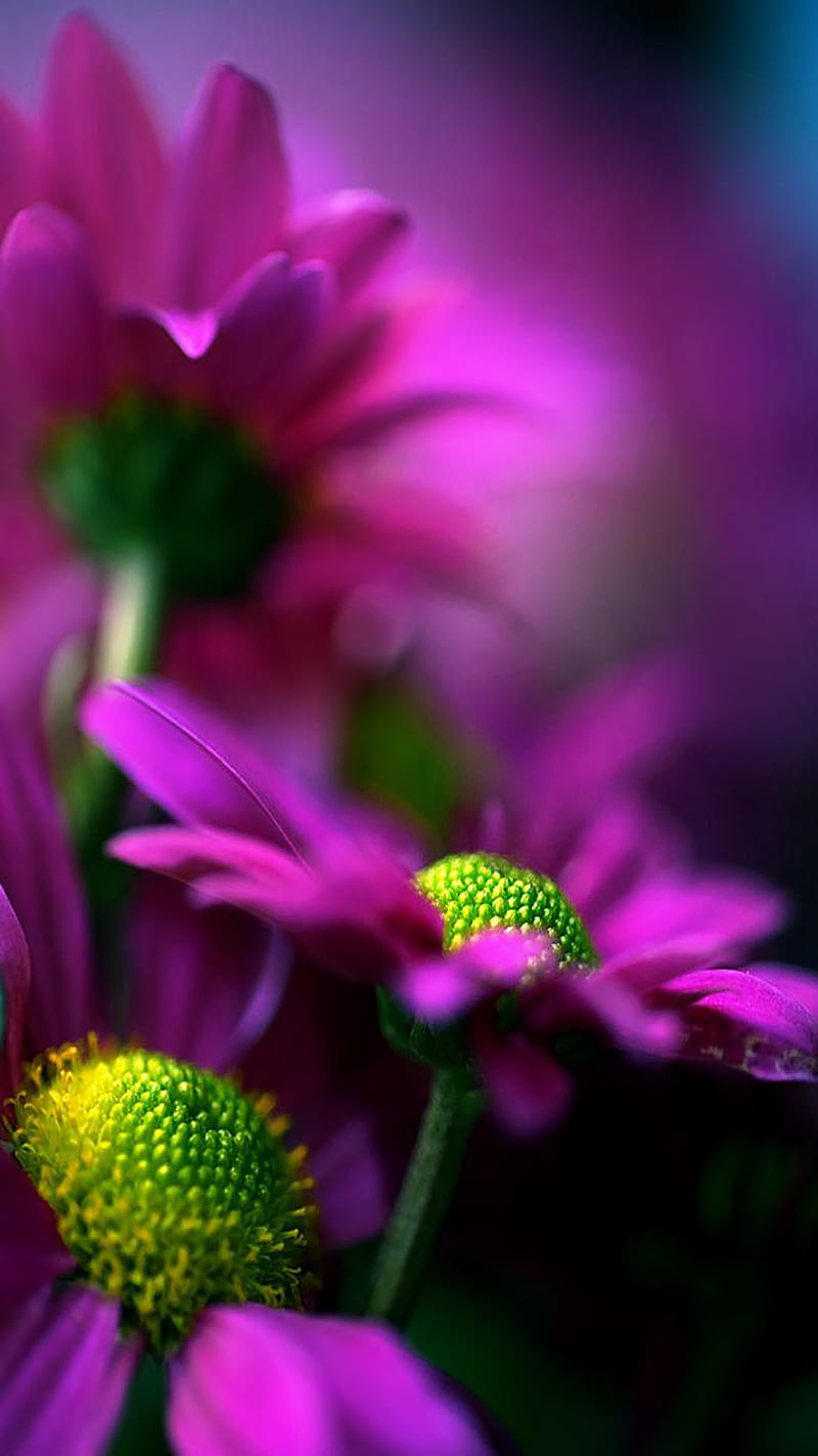 purple flowers, bright, flowers, juicy, macro, nature, purple, violet, HD phone wallpaper