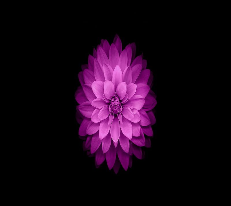 Violet flower, desenho, purple, HD wallpaper | Peakpx