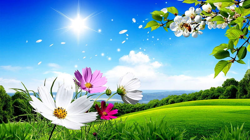 summer time, sun, tree, blossoms, fields, petals, sky, blooming, cosmea, art, HD wallpaper