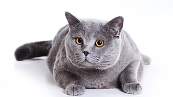 Grey fat cat, gris, cat, kitten, fat, sweet, HD wallpaper | Peakpx