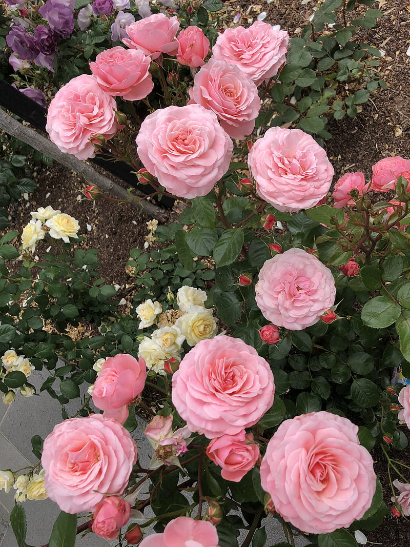 Roses, flowers, garden, pink, rose, HD phone wallpaper