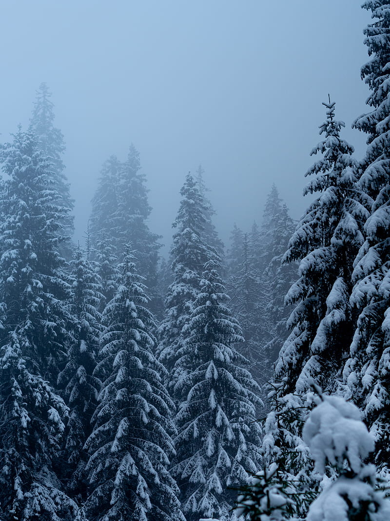 pines, trees, snow, blizzard, winter, HD phone wallpaper