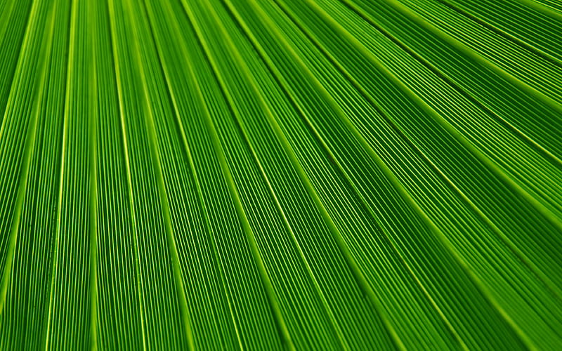 green leaves texture, plant textures, leaves, leaves texture, green leaves, green leaf, macro, leaf pattern, leaf textures, HD wallpaper