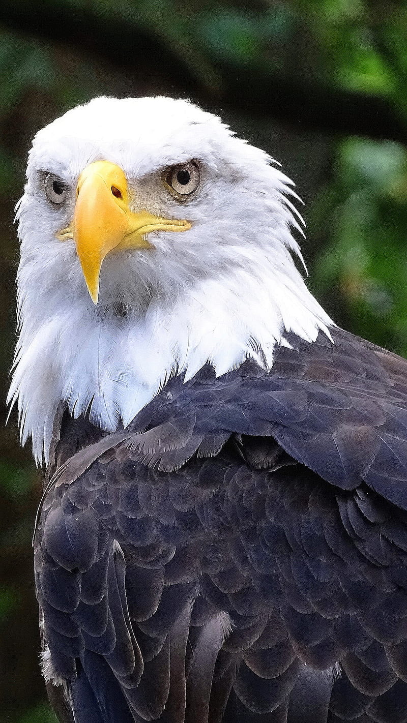 Eagle, bald, landed, HD phone wallpaper