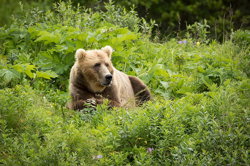 brown bear, bear, predator, grass, HD wallpaper