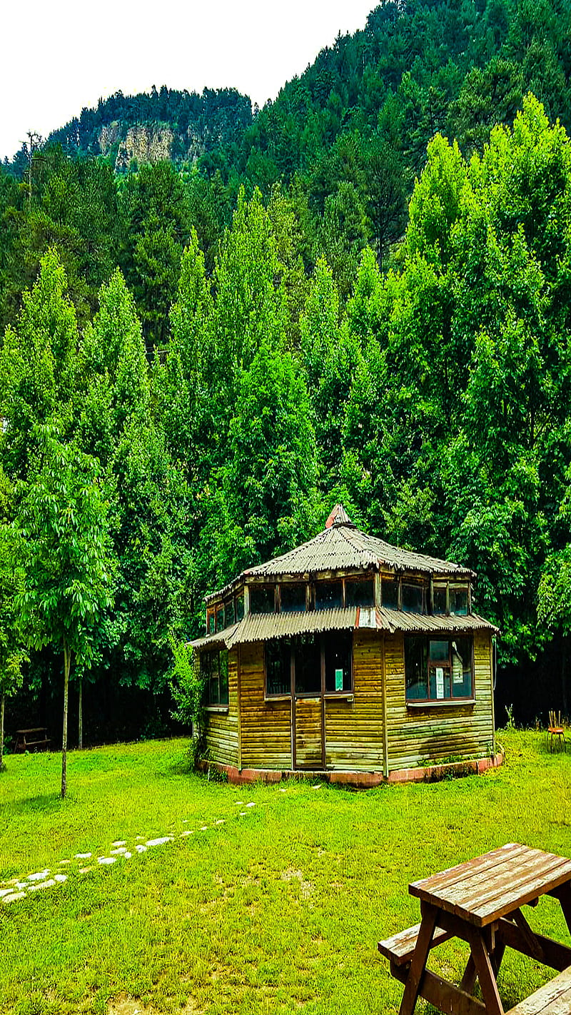 nature shed house, HI, art, arts, brown, case, chair, color, colors, cottages, couch, decor, frame, green, leaf, leaves, lettering, love, mast, mount, natural, plank, print, screensaver, seating, seating area, shack, sitting, story, summer, tree, trees, view, wall, HD phone wallpaper