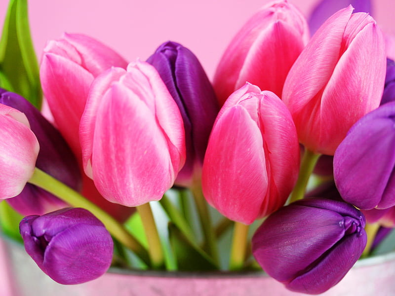 Tulips in basket, pretty, baske, lovely, bonito, nice, bouquet, flowers, violet, tulips, pink, HD wallpaper