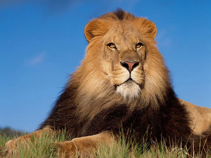The best top lion lion 3jpeg [] for your , Mobile & Tablet. Explore Lion . White Lion , Cool Lion , Rainbow Lion, Danger Lion, HD wallpaper