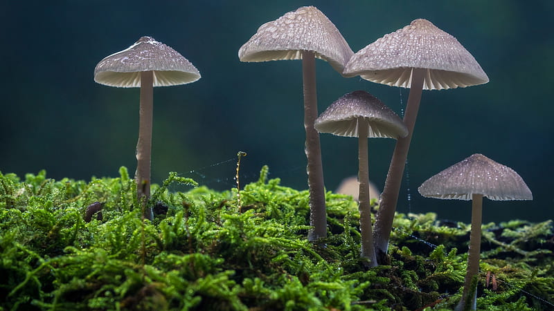 Mushrooms On Green Land Nature, HD wallpaper