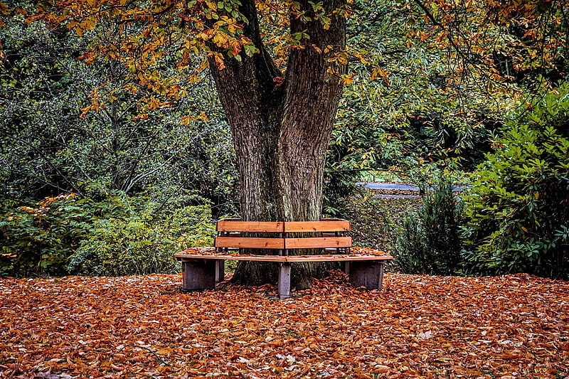 les feuilles mortes, bench, autumn, tree, dry leaves, HD wallpaper