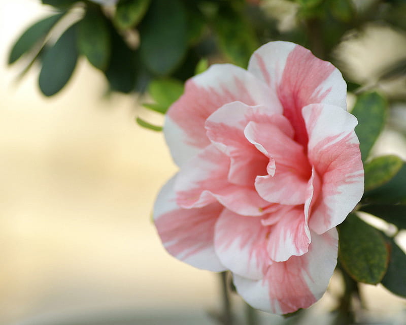 Azalea, colores, belleza, flores, naturaleza, Fondo de pantalla HD | Peakpx