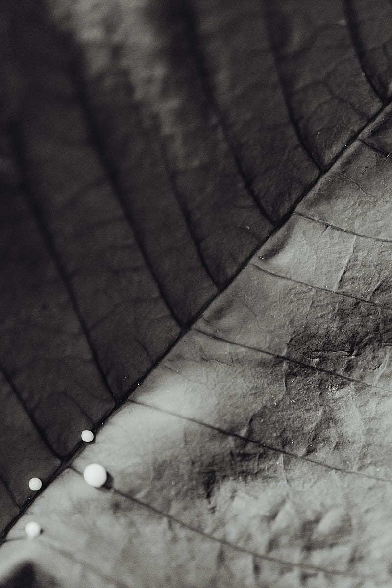 Water Droplets on Brown Leaf, HD phone wallpaper