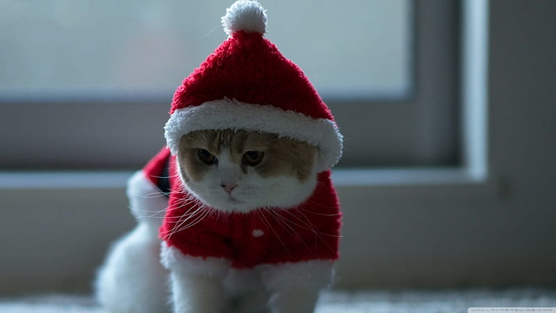 Christmas Kitty!, christmas, cat, merry, animal, HD wallpaper
