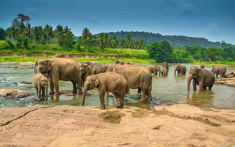 elephants, herd, elephant family, Africa, wildlife, lake, little baby elephant, HD wallpaper