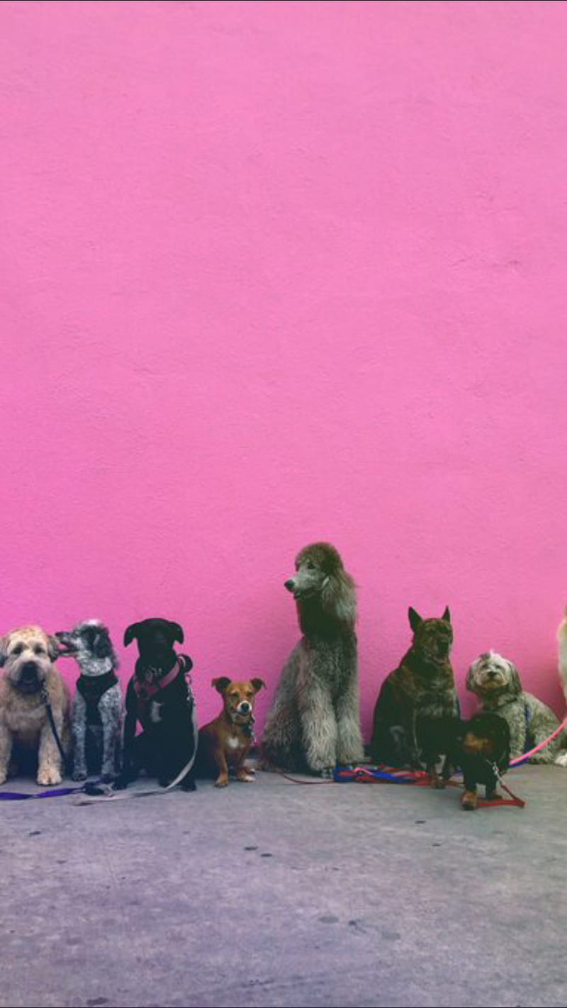 Tumblr, dog, pink, kopek, pembe, blackwhite, siyahbeyaz, sheep, cat, lion,  HD phone wallpaper | Peakpx