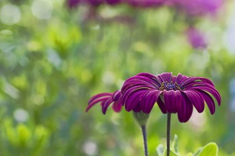Purple Flower, purple, flowers, my love, nature, soft, HD wallpaper