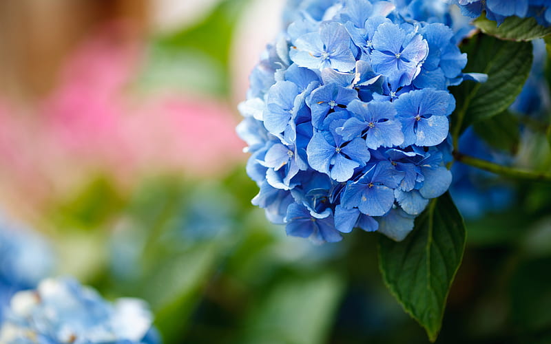 hydrangea, blue flowers, background with hydrangea, beautiful blue flowers, floral background, HD wallpaper