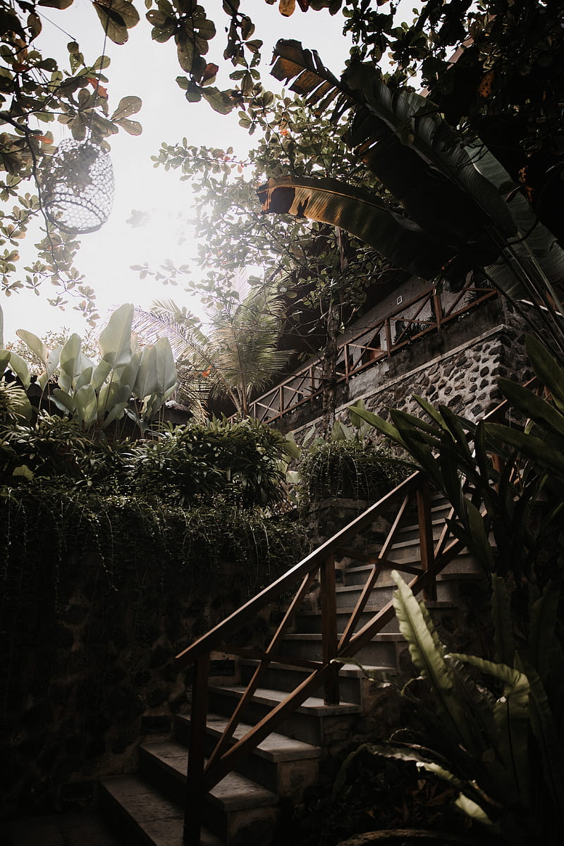 stairs, plants, tropical, decorative, building, HD phone wallpaper