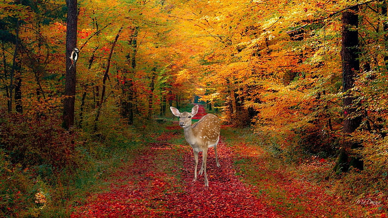 Autumn Deer, forest, fall, autumn, orange, sunlight, woods, shine, trees, leaves, gold, bird, wood pecker, path, trail, road, light, HD wallpaper