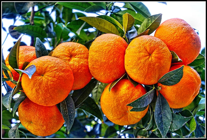 *** Yum...yum...***, tree, fresh, oranges, fruits, HD wallpaper