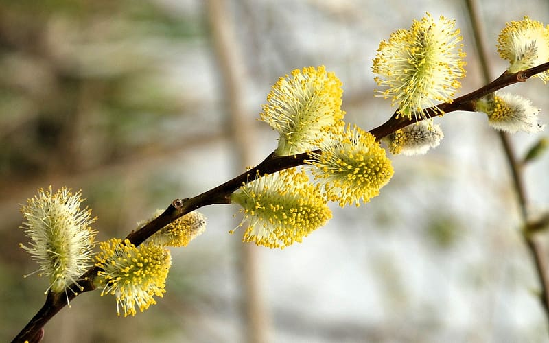 Willow Catkins, macro, catkins, pussy, willow, HD wallpaper
