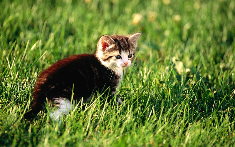 19 Little Domestic short hair kitten on grass, HD wallpaper