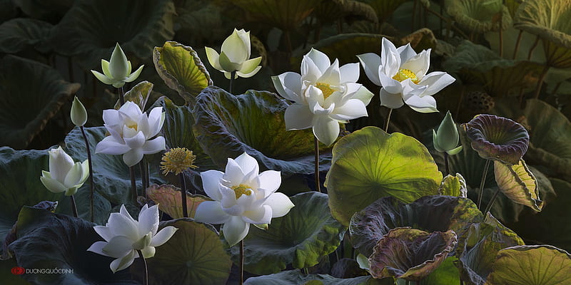 Lotuses, art, lotus, green, flower, white, fantays, HD wallpaper