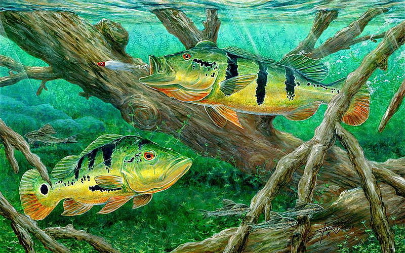 Peacock bass, peacock, bass, fish, ocean, HD wallpaper