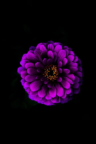 IPhone flower, apple, black, flowers, lotus, pink, red, HD phone wallpaper  | Peakpx