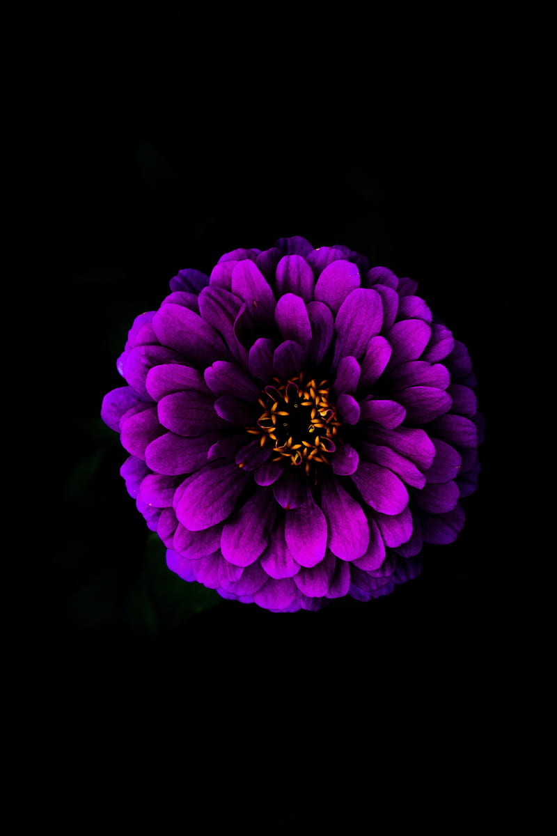 Blue black flower c iPhone6Plus  for your  Mobile  Tablet Explore Apple  iPhone Flower  Apple  Apple for iPad for iPhone 4S HD phone wallpaper   Pxfuel