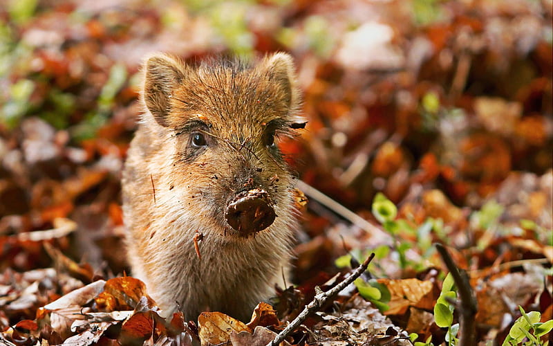 wild boar, autumn, forest, pig, small boar, HD wallpaper