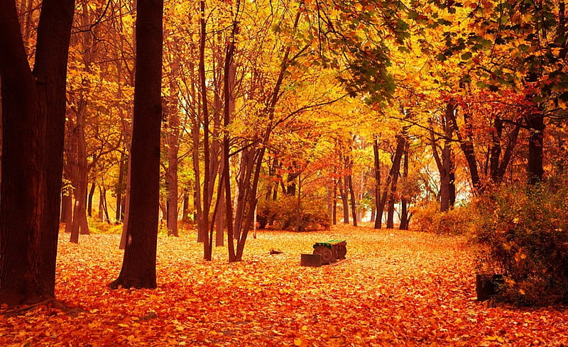 Fall foliage, rest, forest, fall, autumn, bench, bonito, park, trees ...