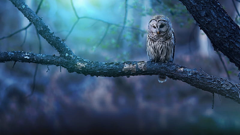 owl, majestic, tree, night, birds, graphy, Animal, HD wallpaper