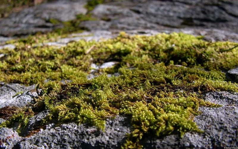 Moss Stone Forest Fall Autumn Rock Grass Spring Abstract   HD   Moss Stone Forest Fall Autumn Rock Grass Spring Abstract Graphy Stone Macro Close Up Summer Moss Nature 