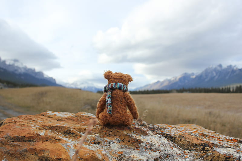 teddy bear, loneliness, toy, stone, HD wallpaper