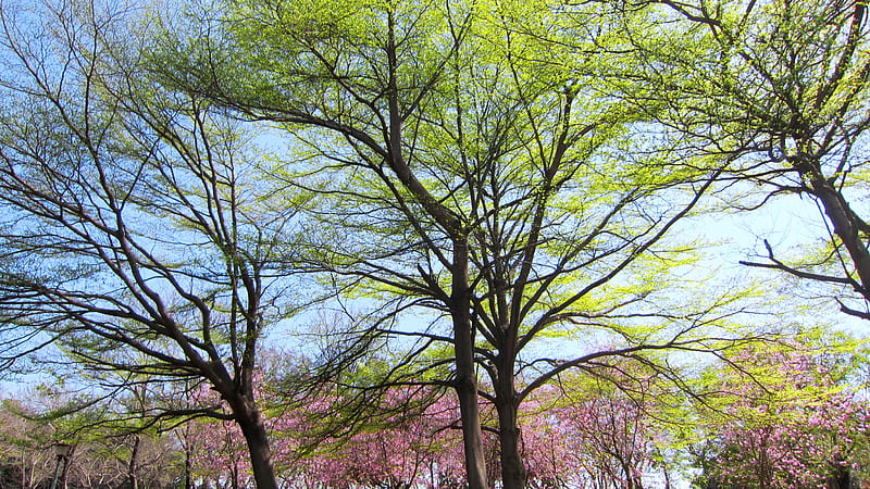 Terminalia mantaly, verdant, unique style, deciduous tree, elegant, HD wallpaper