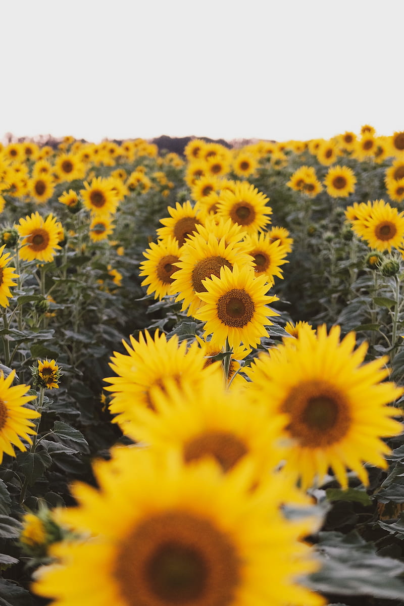 sunflowers, flowers, field, yellow, HD phone wallpaper