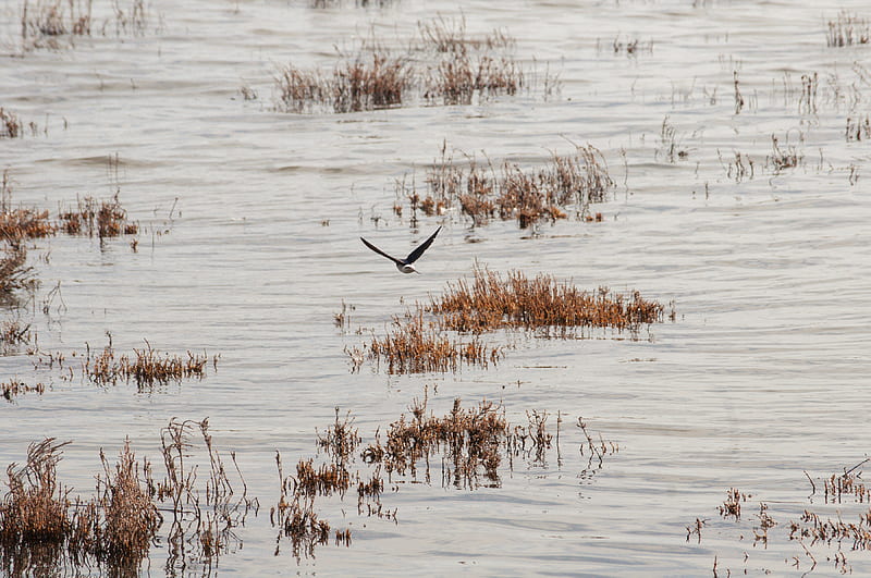 graphy of flying bird over body of water during daytime, HD wallpaper