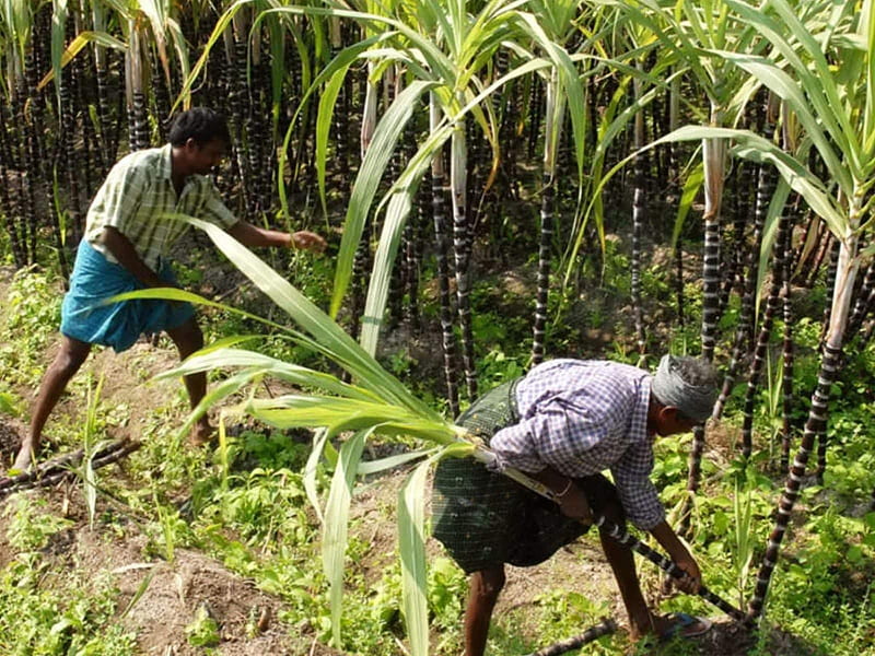 In Poll Bound Uttar Pradesh, Sugarcane Farmers Are Talking About SAP, HD wallpaper