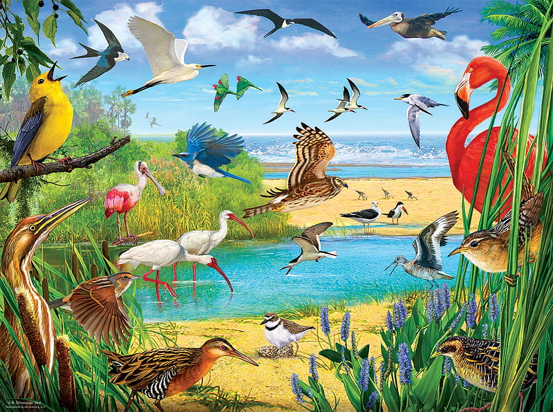 Florida Birds, sky, sea, beach, art, digital, colors, HD wallpaper