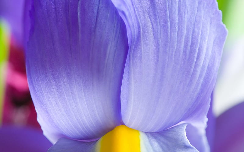 Romantic purple petals-Life because of you beautiful, HD wallpaper
