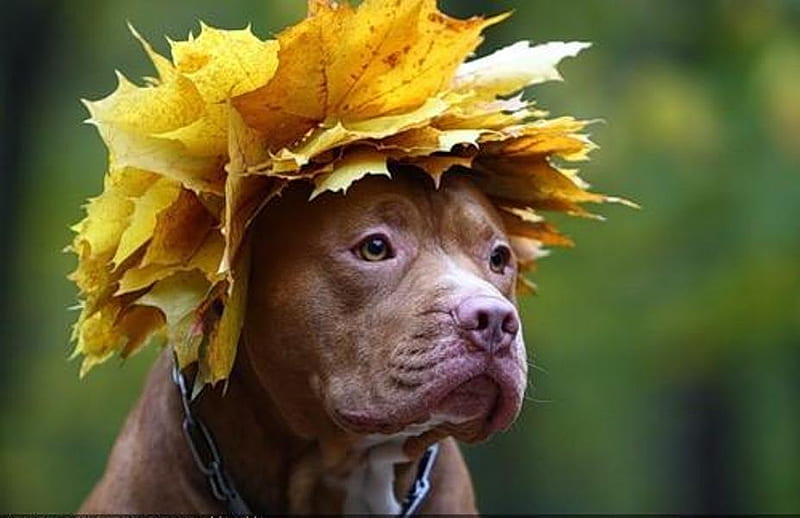 LIKE MY HAT ?, cute, leaves, funny, pit bull, dog, hat, HD wallpaper