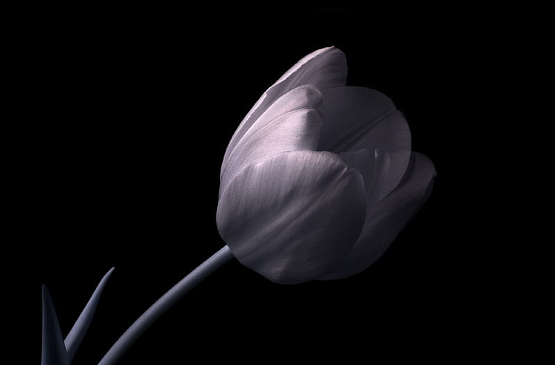 Tulip, black and white, flower, beauty, HD wallpaper