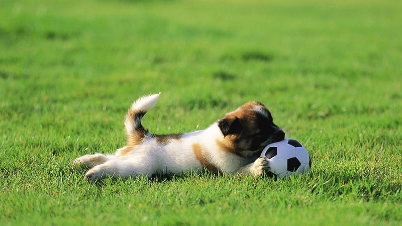 Dog Is Playing With Football On Green Grass Football, HD wallpaper