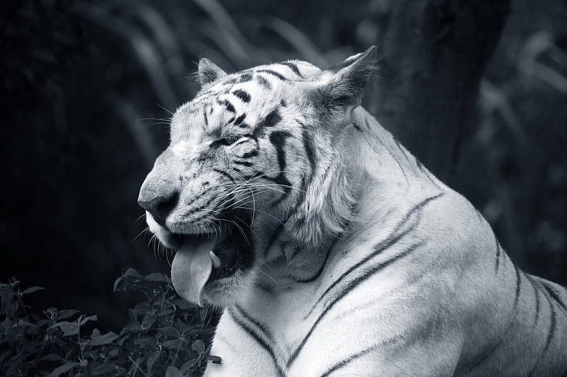 Big White Tiger Tongue Out, white-tiger, tiger, animals, monochrome, black-and-white, HD wallpaper