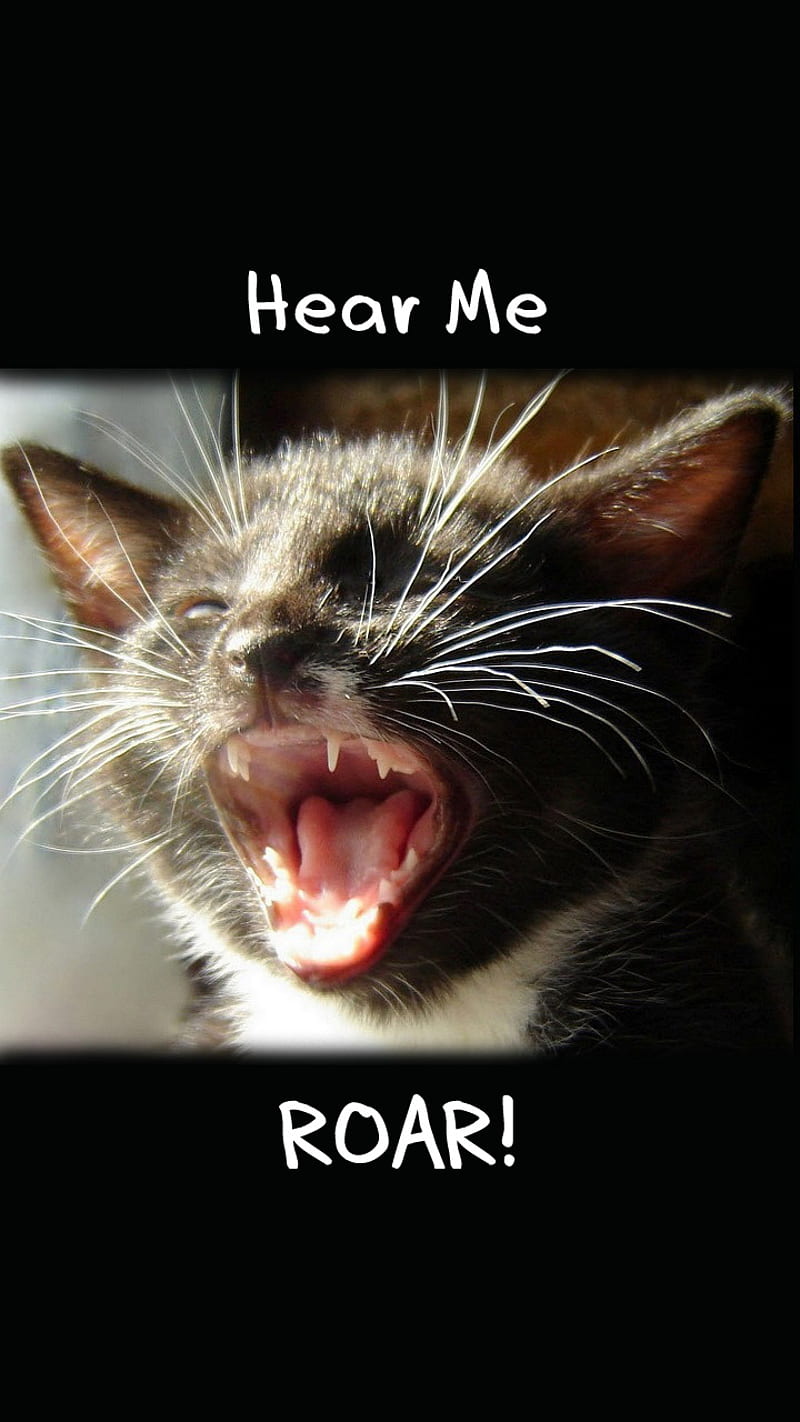Hear Me Roar Kitten, cat, cute, face, funny, kitty, meow, mouth, words, yawn, HD phone wallpaper
