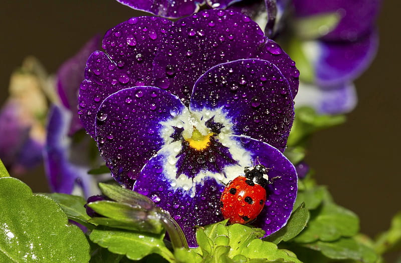 After the rain, pretty, wet, bonito, drops, fragrance, sweet, leaves, lovely, scent, spring, ladybird, cute, water, macro, flower, garden, violet, rain, HD wallpaper