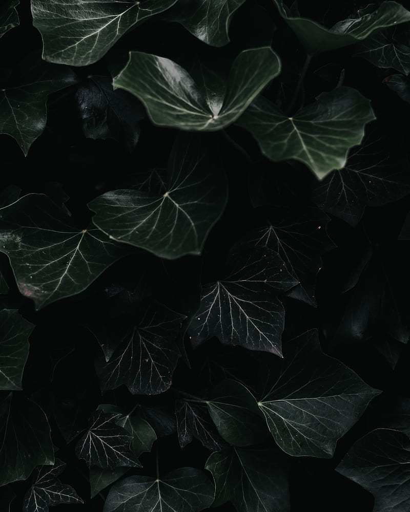 ivy, leaves, macro, dark, plant, HD phone wallpaper
