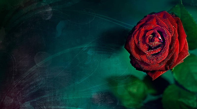 Red Rose Velvet, velvet, high definition, drops, close-up, love, flowers, beauty, art, , romance, water, cool, macro, ice, awesome, red, artistic, rose, bonito, high quality, leaves, blossom, green, amazing, view, hq, leaf, passion, petals, nature, HD wallpaper